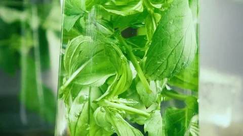 Slow motion bubbles on the leaves of mint in a glass of water Stock Footage 92208144