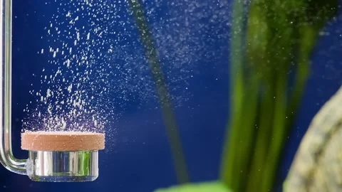 Slow motion of bubbles under water, freshwater aquarium. Oxygen diffuser unde Stock Footage 166181828