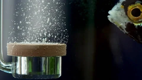 Slow motion of bubbles under water, freshwater aquarium. Oxygen diffuser unde Stock Footage 201359625