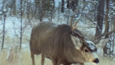 Slow Motion of Buck Charging at Unseen Buck Near the Camera Man Stock Footage 73314368