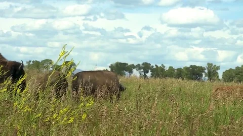 Slow motion Buffalo crossing from left to right Stock Footage 98359324