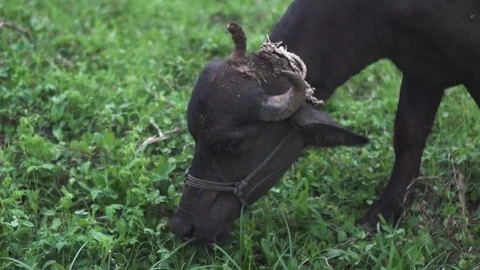 Slow motion of Buffalo eating grass Stock Footage 116076349