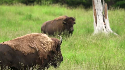 Slow motion Buffalo Stock Footage 165244387