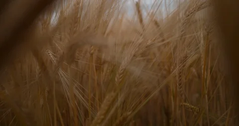 Slow Motion Bug in Wheat Field Stock Footage 114473993