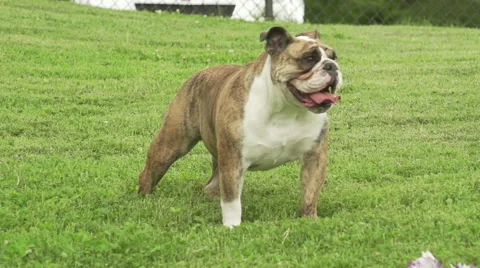 Slow Motion Bulldog Stock Footage 50732087
