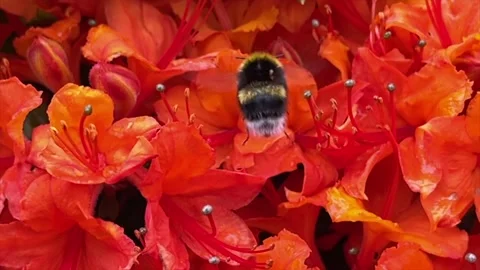 Slow motion Bumbelbee Stock Footage 156244894