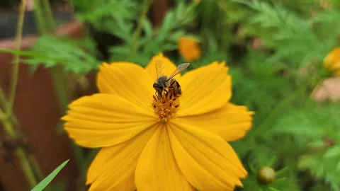 Slow motion bumble bee on a flower  Stock Footage 257052978
