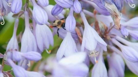 Slow Motion Bumble Bee on flowers Stock Footage 84285242