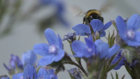 Slow Motion Bumble Bee Видео 300275486
