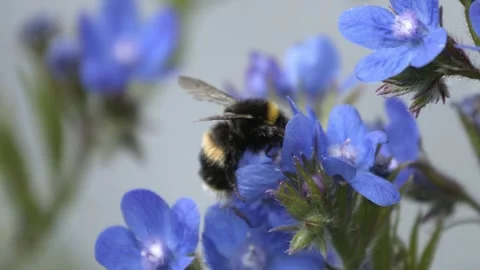 Slow Motion Bumble Bee Видео 300275635