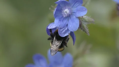 Slow Motion Bumble Bee Видео 300281091