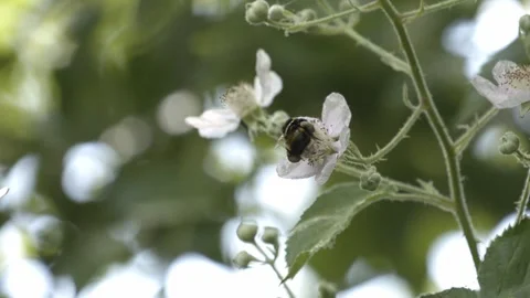 Slow Motion Bumble Bee Видео 300281648