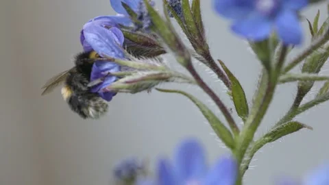 Slow Motion Bumble Bee Видео 300281650