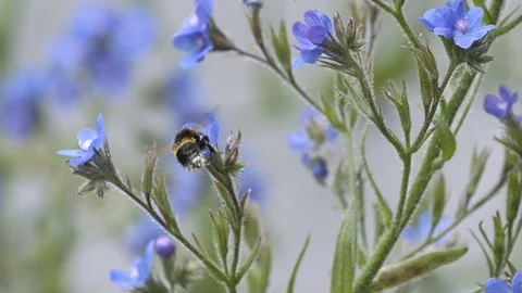 Slow Motion Bumble Bee Видео 300281763