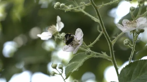 Slow Motion Bumble Bee Видео 300281845