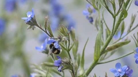 Slow Motion Bumble Bee Видео 300281853