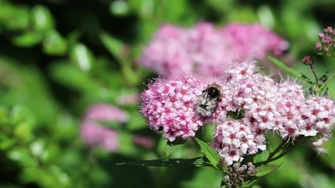 Slow Motion of Bumble-bee on Spiraea Japonica Stock Footage 135451500