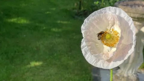 Slow motion of Bumble bees on pink poppy Stockbeeldmateriaal 283178099