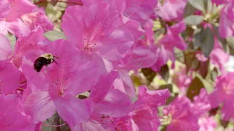 Slow motion of bumblebee on azaleas Stock-Footage 151804147