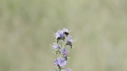 Slow Motion Bumblebee Collecting Nectar on Blueweed (Echium vulgare) Stock Footage 320673001