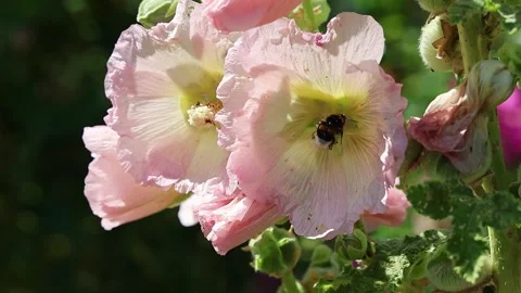 Slow motion bumblebee collecting pollen from pink hollyhock Video stock 341284147