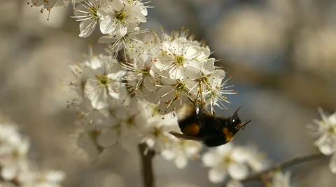 Slow motion bumblebee on common hawthorn flowers (Crataegus monogyna). 動画素材 48545229