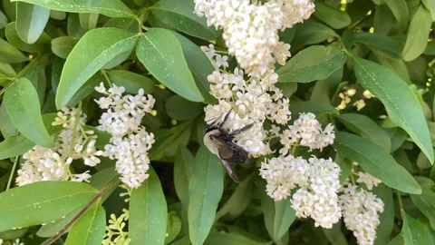 Slow motion of a bumblebee on Daphne bush Stockbeeldmateriaal 132986330
