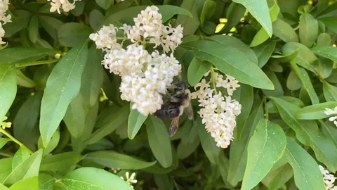 Slow motion of a bumblebee on Daphne bush Stockbeeldmateriaal 132986337
