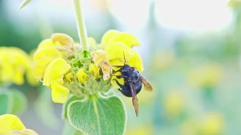 Slow motion of a bumblebee eating nectar from a yellow flower 動画素材 239279130