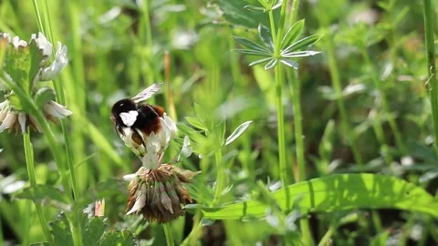Slow Motion Bumblebee Flying from one White Clover to Another Stock Footage 136623434