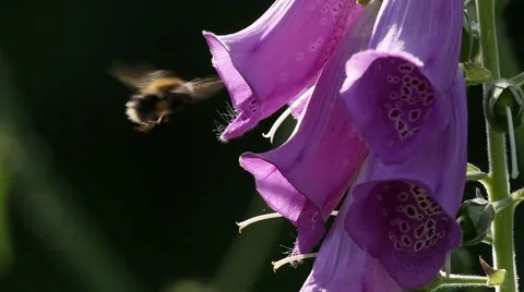 Slow motion of a bumblebee landing on fox glove Stock Footage 51781921