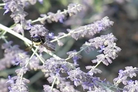 Slow motion bumblebee on lavender Stock Footage 157493