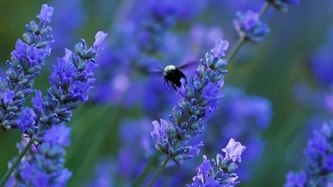 Slow motion bumblebee on lavender Stock Footage 123553661