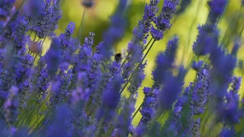 Slow motion bumblebee on lavender Stock Footage 123553662