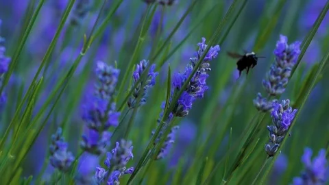 Slow motion bumblebee on lavender Stock Footage 123553668