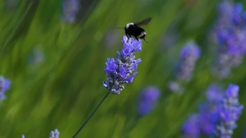 Slow motion bumblebee on lavender Stock Footage 123553680