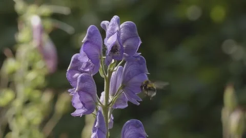 Slow motion of a bumblebee pollinating aconitum Stock-Footage 133642115