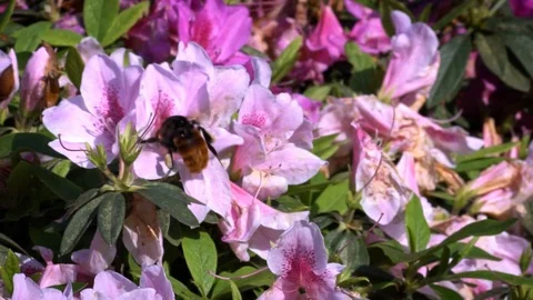 Slow Motion of Bumblebee pollinating beautiful flowers. Bumble-Bee blossom-Dan Stock Footage 87925166