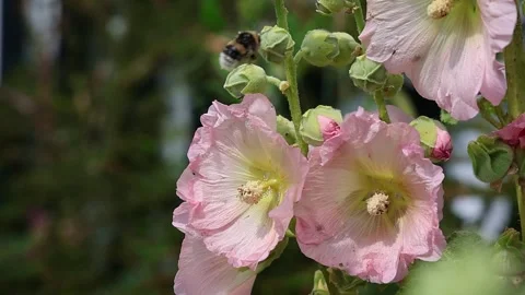 Slow motion bumblebee pollinating pink hollyhock flowers Video stock 339278224