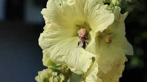 Slow motion bumblebee pollinating a yellow hollyhock flower Video stock 339278233