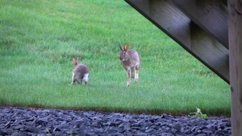 SLOW MOTION Bunny Rabbits Playing & Jumping Stock Footage