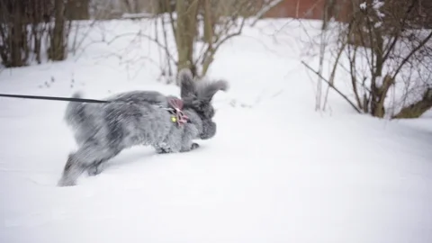 Slow Motion of bunny in Snow Vídeo Stock 88587888