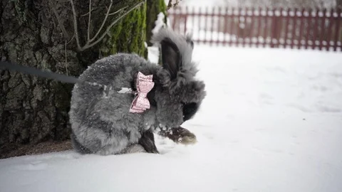 Slow Motion of bunny in Snow Vídeo Stock 88589044