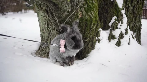 Slow Motion of bunny in Snow Vídeo Stock 88597771