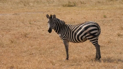 SLOW MOTION Burchells zebra waving his tail and looking at camera in Masai Stock-Footage 108694164
