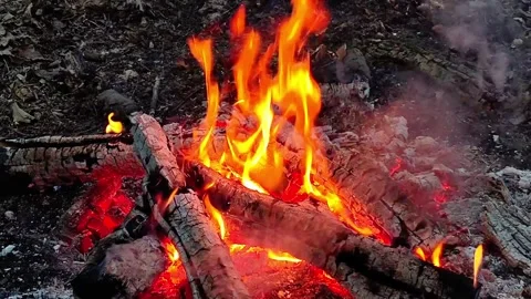 Slow Motion Burning Campfire in Forest Video stock 342256024