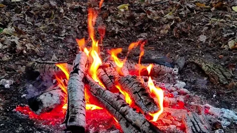 Slow Motion Burning Firewood in Forest Stock-Footage 342280209