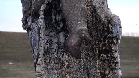 Slow Motion burning Tree on a slow fire, easy burning, on urban quay. Stock Footage 104801707