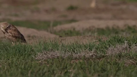 Slow motion - burrowing owl with cricket Stock Footage 83600380