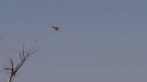 Slow motion - burrowing owl dives to catch cricket Stock Footage 83599854